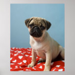 Pug puppy sitting on bed posters