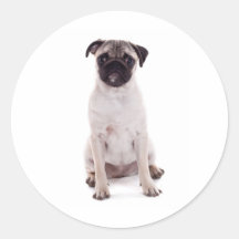 Pug puppy stickers