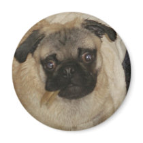 Pug Puppy: Throw Me a Bone! magnets by WowNerd Pug Puppy: Throw Me a Bone! magnets