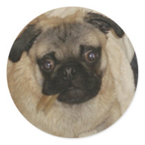 Pug Puppy: Throw Me a Bone! stickers by WowNerd Pug Puppy: Throw Me a Bone! stickers