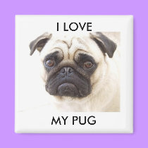Pug Refrigerator Magnet magnets