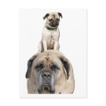 Pug Riding a Mastiff Postcards