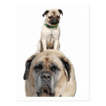 Pug Riding a Mastiff Postcards