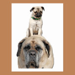 Pug Riding a Mastiff Postcards postcards