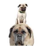 Pug Riding Mastiff Cut-out Sculpture Acrylic Cut Outs