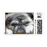 pug stamp