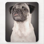 Pug Standing Up and Attentive with Tongue Out Mouse Pad