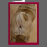 Pug Tail Valentine Card