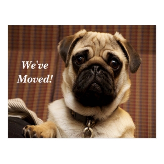 Pug We've Moved New Address Postcard