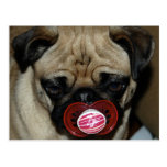 Pug with Binky in his Mouth Post Cards