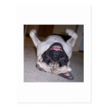 Puggin Around Post Card