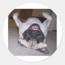 Puggin Around Stickers