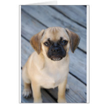Puggle Card