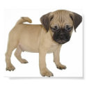 Puggle Poster posters by rkelleh Puggle Poster posters