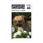 Puggle Stamp