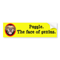 Puggle. The face of genius. Bumper Stickers