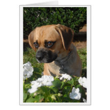 Puggles Greeting Card