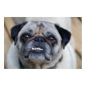 Puggly posters by Fenyvessy Puggly posters