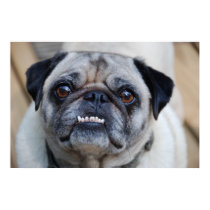 Puggly posters by Fenyvessy Puggly posters