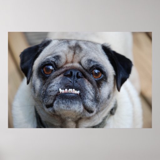 Puggly Posters