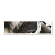 Puggy for your thoughts... bumper sticker