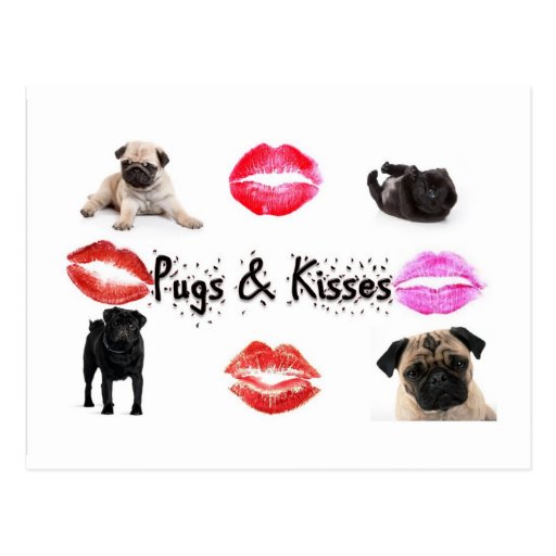 Pugs and Kisses Postcard