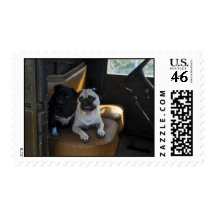 Pugs in old truck. postage stamp