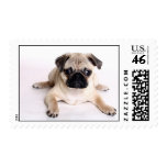 Pugs in the Mail Postage Stamps