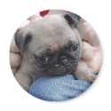 Pugs magnets by amymiele2 Pugs magnets
