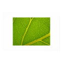 Puka Leaf posters