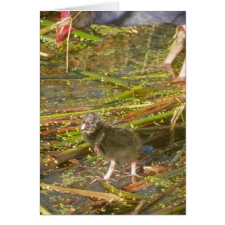 Pukeko and Chick in Reeds card