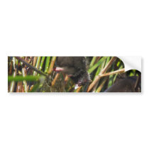 Pukeko and Chick Splashing Bumper Stickers