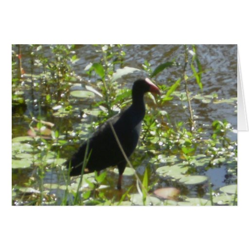 pukeko birthday card