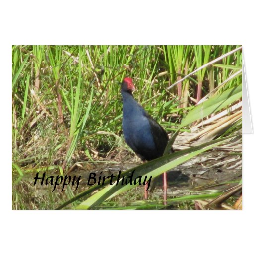 pukeko birthday cards