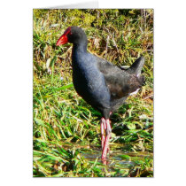 Pukeko Wading cards