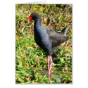 Pukeko Wading cards