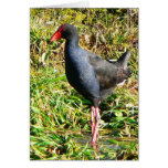 Pukeko Wading cards