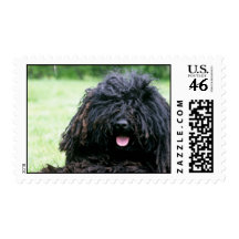 Puli Dog Postage Stamp
