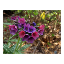 pulmonaria raspberry splash poster posters