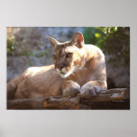 Puma 1 posters