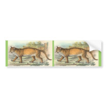 Puma bumper stickers by ZephyrusBooks Puma bumper stickers