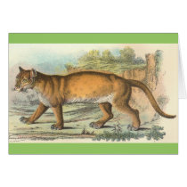 Puma cards