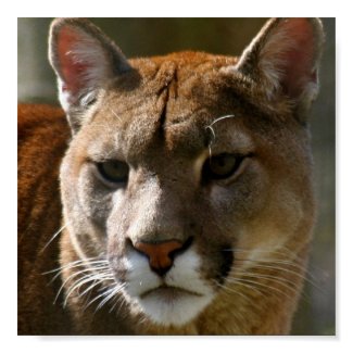 Puma Cat Poster print