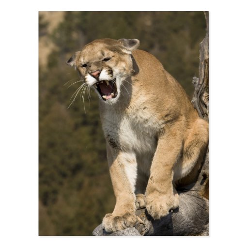is a puma a mountain lion