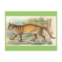 Puma postcards by ZephyrusBooks Puma postcards