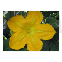 Pumpkin Blossom cards by charlesblack7 Pumpkin Blossom cards