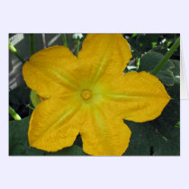 Pumpkin Blossom cards