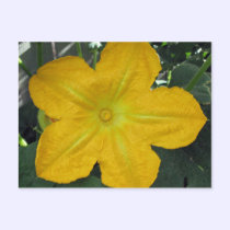 Pumpkin Blossom postcards