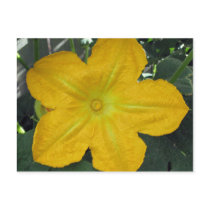 Pumpkin Blossom postcards by charlesblack7 Pumpkin Blossom postcards