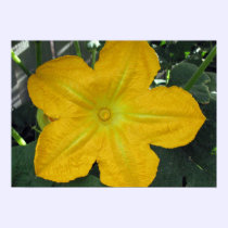 Pumpkin Blossom posters